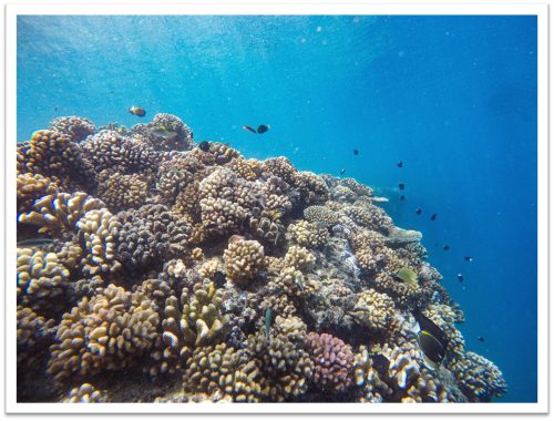 Coral reef with fish